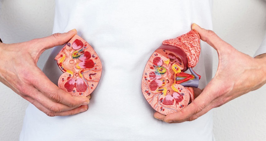 Dosagem de creatinina no sangue pode prevenir a progressão de doença renal crônica