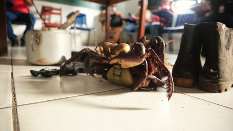 Governo do Maranhão e Missão da França conhecem atividades produtivas em Araioses