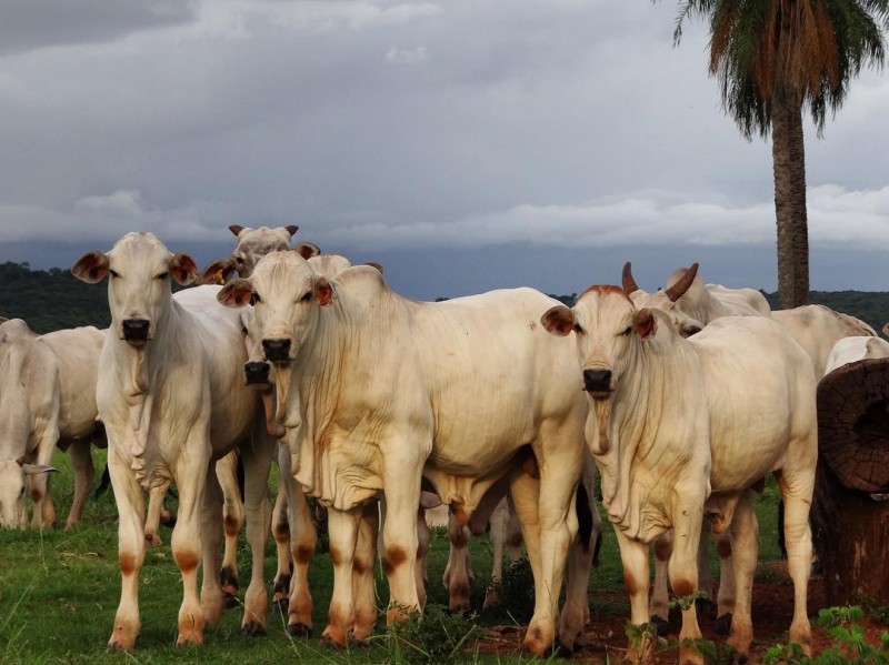 Segunda etapa da campanha de vacinação contra febre aftosa no Maranhão começa 1º de novembro