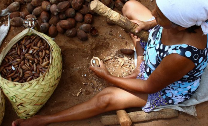 Quebradeiras de coco babaçu podem ser prejudicadas com à Lei da Biodiversidade