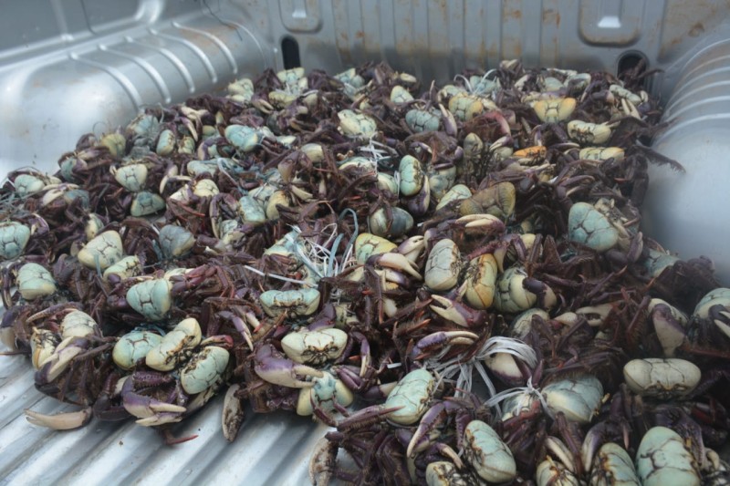 SEMA realiza ações de fiscalização durante o terceiro período de defeso do caranguejo-uçá