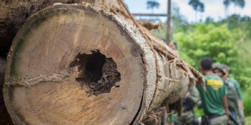Área desmatada no Maranhão aumenta 85% em 4 anos e pressiona terras indígenas