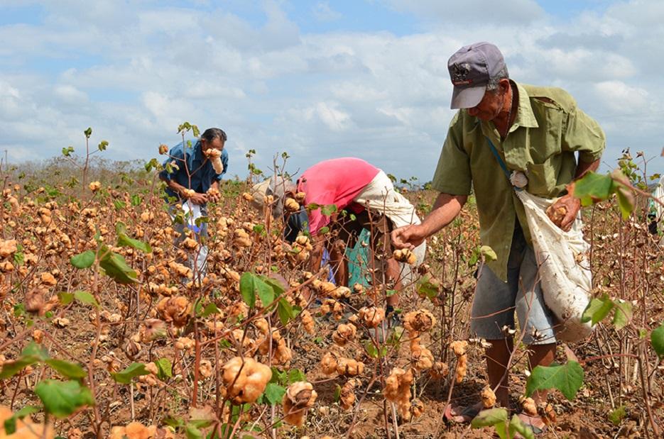 BNDES e Petrobras lançam edital para fortalecer inclusão produtiva no semiárido do Maranhão