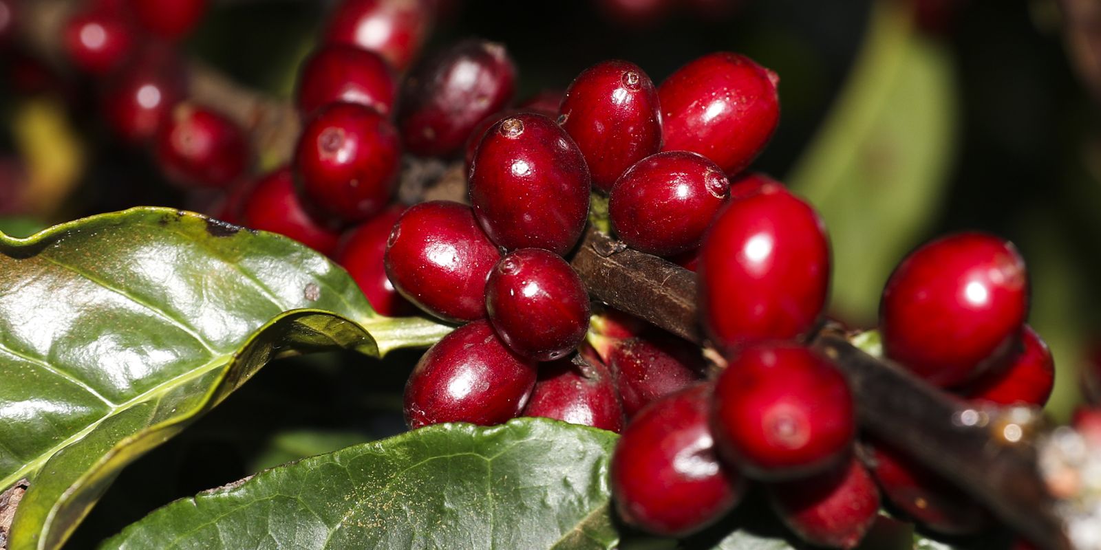 Produtos-chave das exportações brasileiras, como aeronaves e café, escapam do tarifaço dos EUA