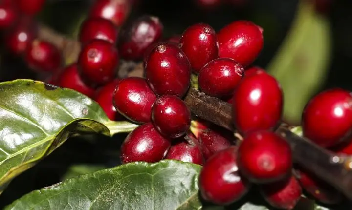 Produtos-chave das exportações brasileiras, como aeronaves e café, escapam do tarifaço dos EUA