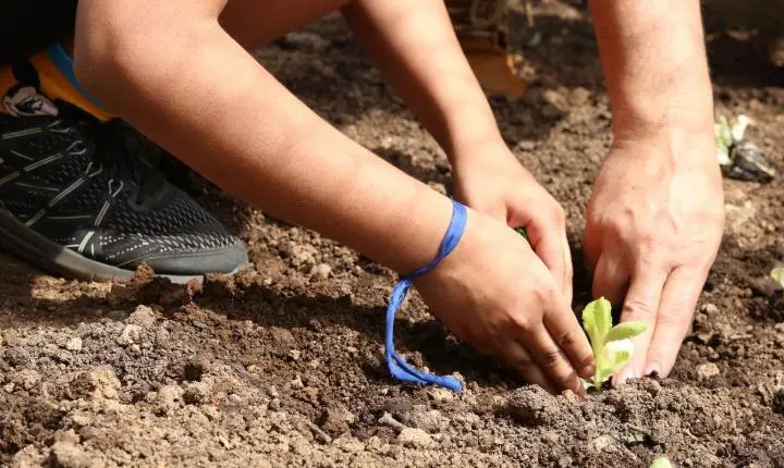 Entidades cobram apoio de candidatos à agroecologia nas eleições de SP